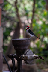 Pajaro sobro un molino