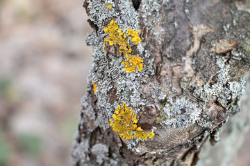Lichen on the bark of a tree. Wild mushrooms growing on wood. Fungus  on a trees bark. Parietina xanthoria colonies.