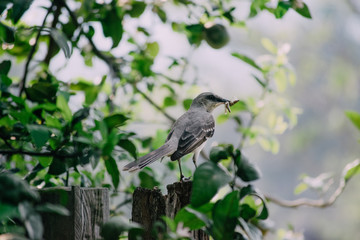 Pajaro sobre una rama