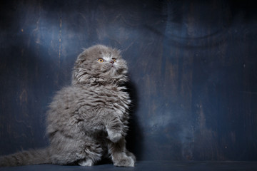 Gray little cat of breed Scottish fold plays on a gray background