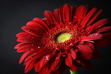 Gerbera detail