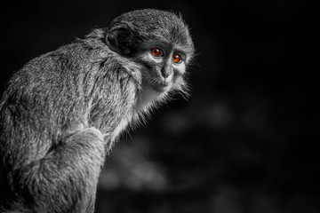 Monkey (Miopithecus ogouensis)