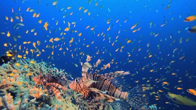 Underwater Orange Fish Scenery Lionfish. Underwater lionfish (Pterois miles). Tropical reef marine underwater seascape. Underwater reef coral scene. Colourful coral reefs. Marine life fish garden.