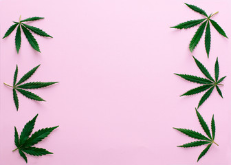 cannabis marijuana leaves on pink