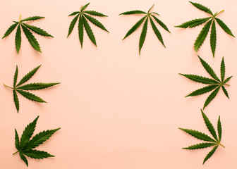 cannabis marijuana leaves on peach pink