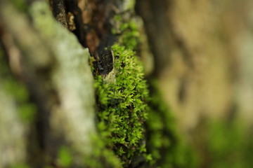 Ornamental plant at the garden