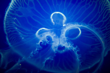 Moon Jellyfish (Aurelia aurita)