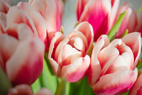 Pink tulip close-up. Light background. The concept of a holiday, celebration, mother's day, spring. Background natural vibrant image, suitable for banner, postcard...