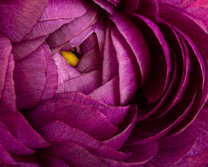 Macro of purple ranunculus