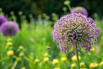 Schwebefliege im Anflug auf ein lila Riesen-Allium