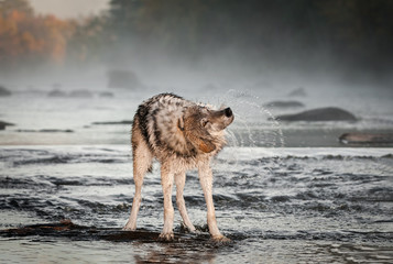 Grey Wolf (Canis lupus) in River Shakes Off Water Autumn