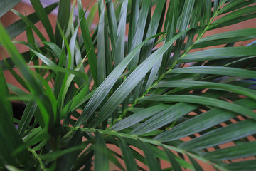 tropical palm background. concept home plants