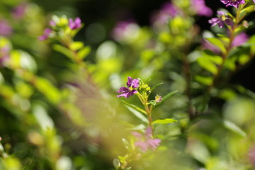 macro shot of purple flower taiwan beauty at the park
