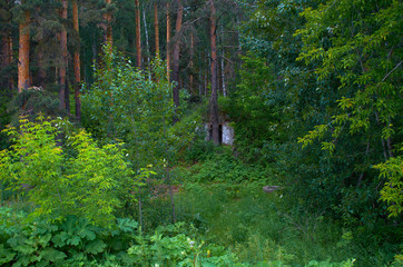 a hut in the ground in a deep forest