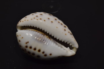conchiglia di un mollusco gasteropode marino della famiglia Cypraeida. Ciprea .Sicilia,...