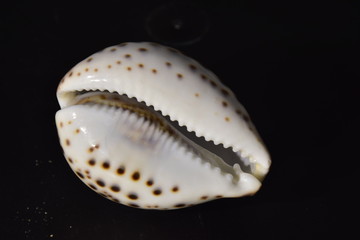 molluschi gasteropodi marini della famiglia Cypraeida. Ciprea .Sicilia