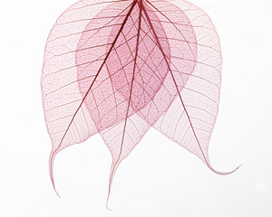 3 red bodhi skeleton leaves isolated on white 