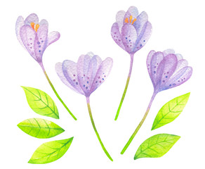 Watercolor purple crocus flowers isolated on white. Violet saffron, green leaves. Hand drawn illustration set. Aquarelle textured floral clipart. Spring, summer fresh greenery botanical design element