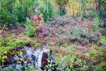 wild autumn forrest, roots of trees in mess background, dark world