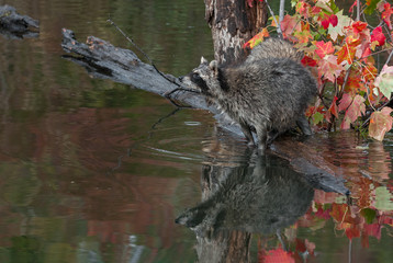 Raccoon (Procyon lotor) Reflected Paws in Water Nose in Air Autumn