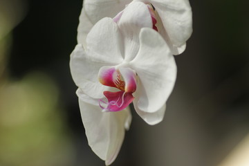 Close up shot of beautiful orchid flower at the garden