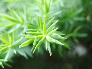 lose up shot of temple juniper (