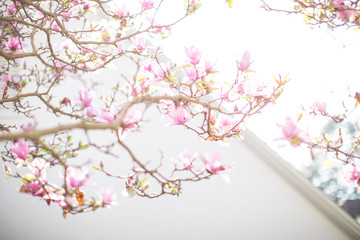 bright sunny background with room for text framed by spring blossoms in pink from magnolia tree