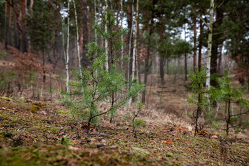 Spring coniferous forest nature landscape photography