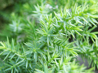 Naklejka premium lose up shot of temple juniper (