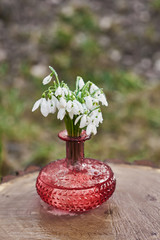 Stylish glass vase with bouquet of snowdrops. Spring easter greeting card.