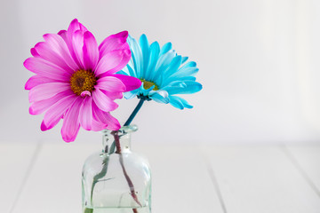 Close-up of Pink and Blue Daisies in Vase on White Wood Table