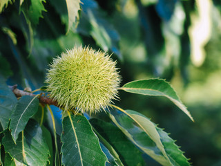 Shades of green in the chestnut tree.