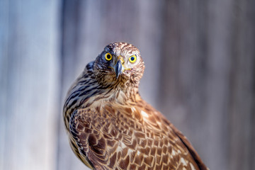 Precioso azor mirada penetrante