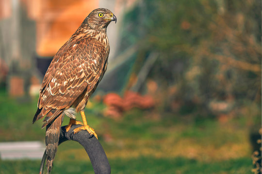 Precioso azor en la naturaleza