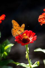 Orange Butterfly in Red Flower