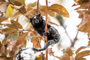 Little Monkey - Fall