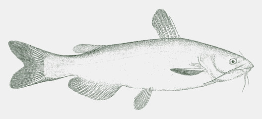 Channel catfish ictalurus punctatus, freshwater fish from North America in side view