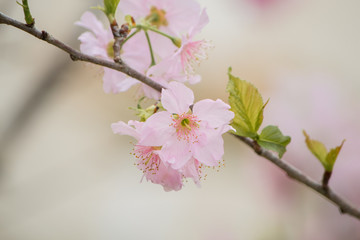 Sakura - Cherry Blossom