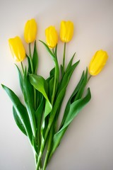 bouquet of yellow tulips on white background