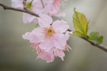 Sakura - Japanese Cherry Blossom