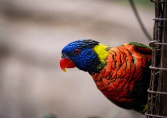 Rainbow Lory with A Keen Eye Looks Around Wire Fence
