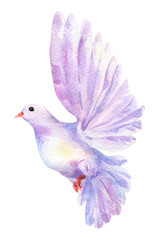 Watercolor violet dove bird flying isolated on white. Purple elegant love sign illustration. Aquarelle hand painted clipart. Hope, peace, romantic freedom symbol. Single pigeon for wedding card design