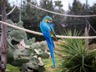 A Blue and Gold Macaw perched on a rope in a park.