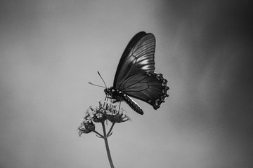 Butterfly in Black and White