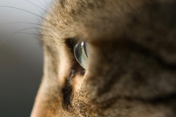 Cat eye macro photography close up