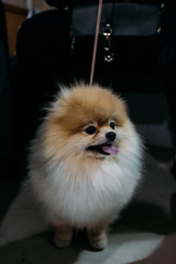 Cute fluffy red haired Pomeranian Spitz dog