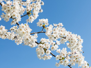 Close up of white cherry blossom flowers on a branch of a cherry tree against a deep blue sky