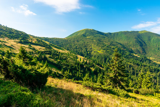 mountain scenery in the morning. coniferous trees on forested hillside with grassy slopes. beautiful sunny weather with cloudless sky. chernogora ridge landscape of carpathians in late summer time