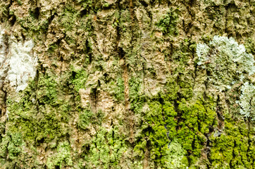 Lichen And Algae Growing On Tree Bark