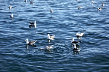 Seagull nests on an island in the Sea of ​​Okhotsk